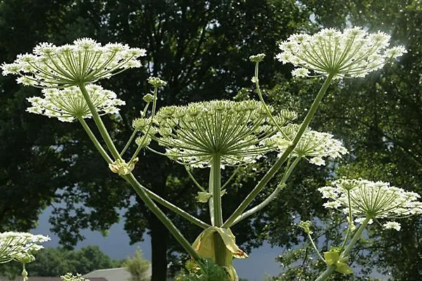 Bed & Breakfast De Keer Den Dungen